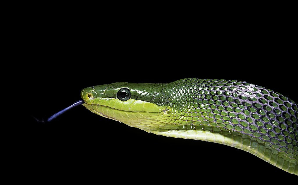 Detail of Gonyosoma oxycephala (red-tailed green rat snake) by Anonymous