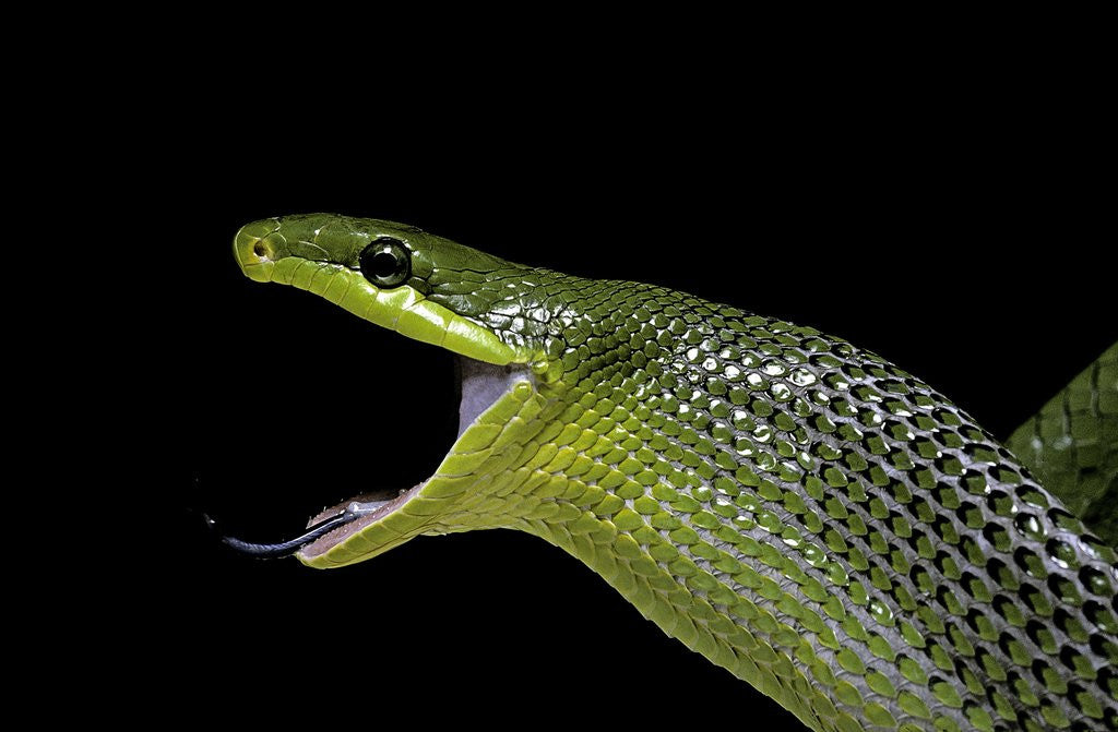 Detail of Gonyosoma oxycephala (red-tailed green rat snake) by Anonymous