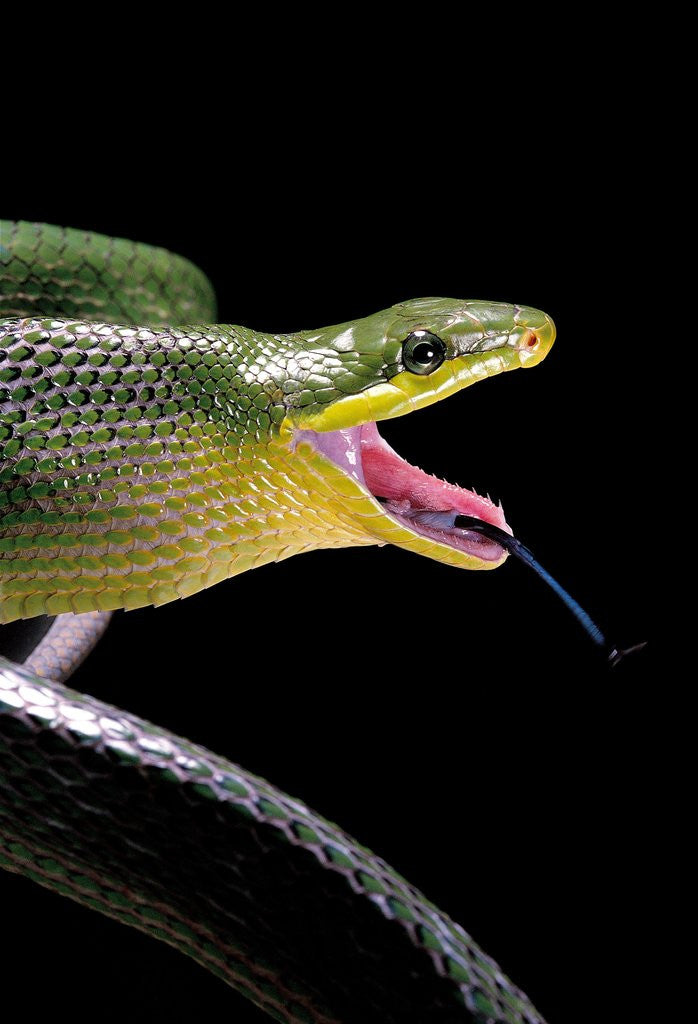 Detail of Gonyosoma oxycephala (red-tailed green rat snake) by Anonymous