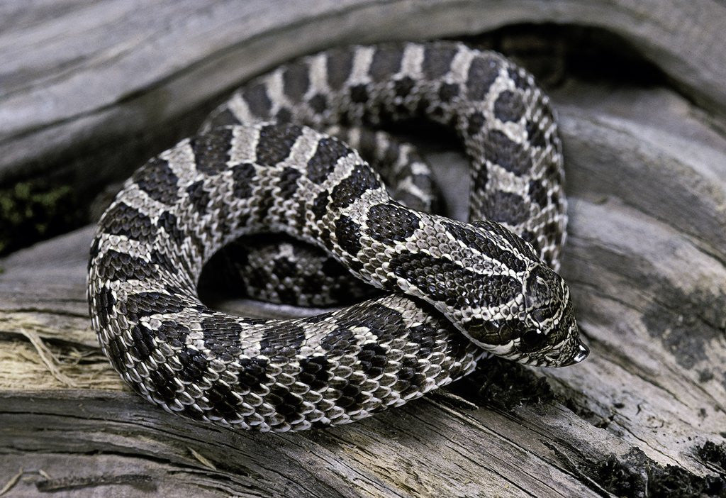 Detail of Heterodon nasicus (western hog-nosed snake) - young by Anonymous