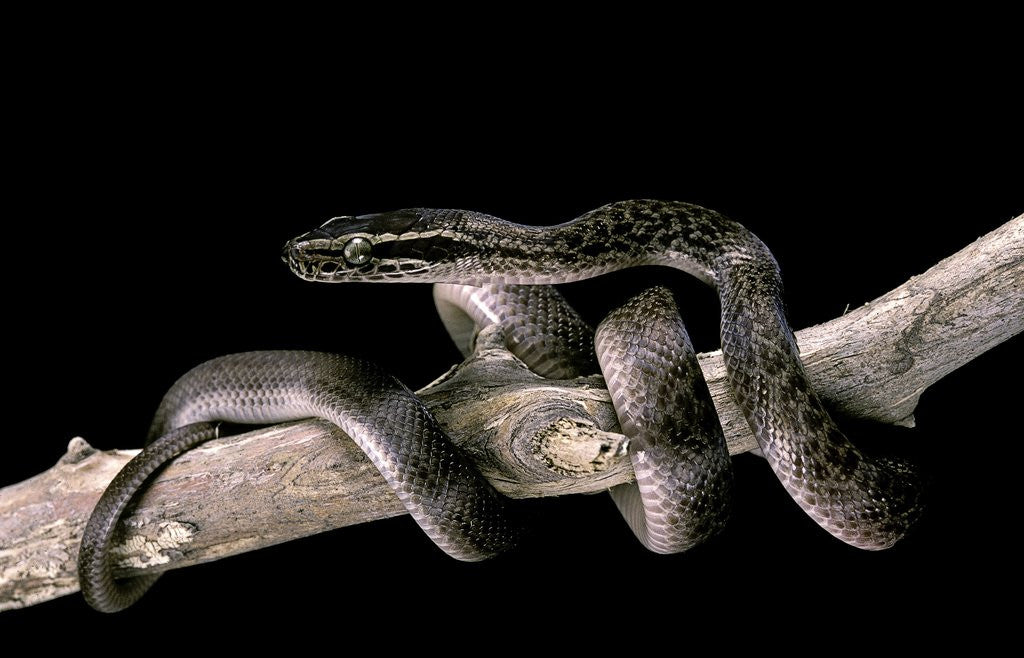 Lamprophis fuliginosus (brown house snake) by Corbis
