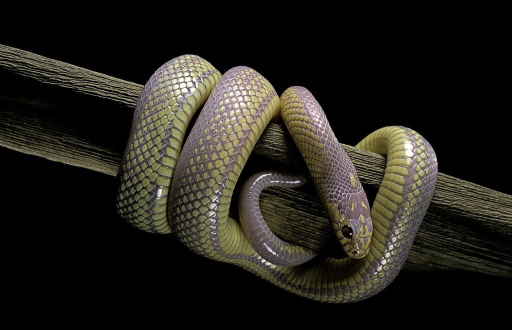 Detail of Lampropeltis getula californiae f. albino (California kingsnake) by Anonymous
