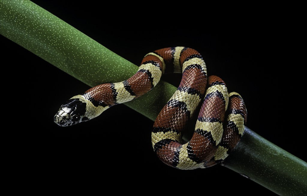 Detail of Lampropeltis mexicana (mexican kingsnake) by Corbis