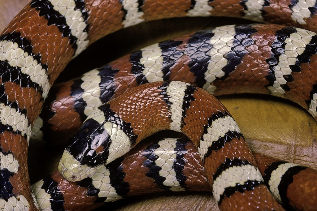 Detail of Lampropeltis pyromelana woodini (Sonoran mountain kingsnake) by Anonymous
