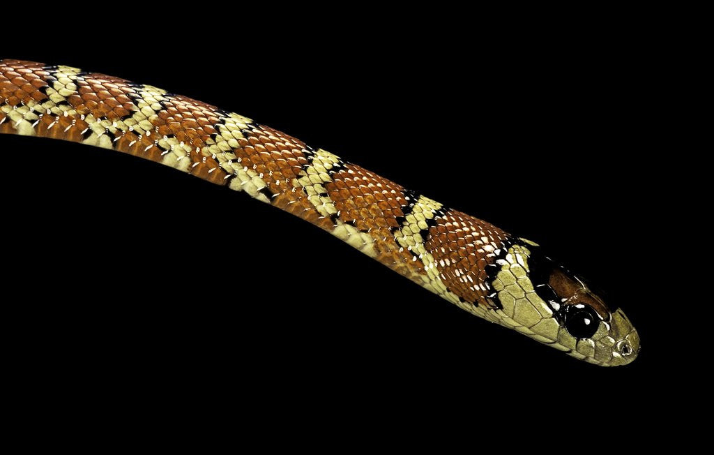 Detail of Lampropeltis pyromelana woodini (Sonoran mountain kingsnake) by Anonymous