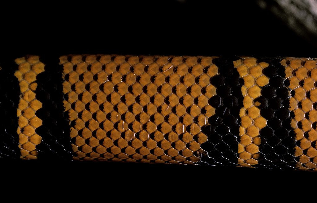 Detail of Lampropeltis triangulum hondurensis (milk snake) by Anonymous