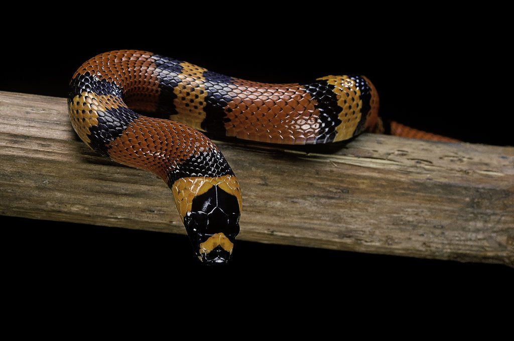 Detail of Lampropeltis triangulum hondurensis (Honduras milksnake) by Anonymous