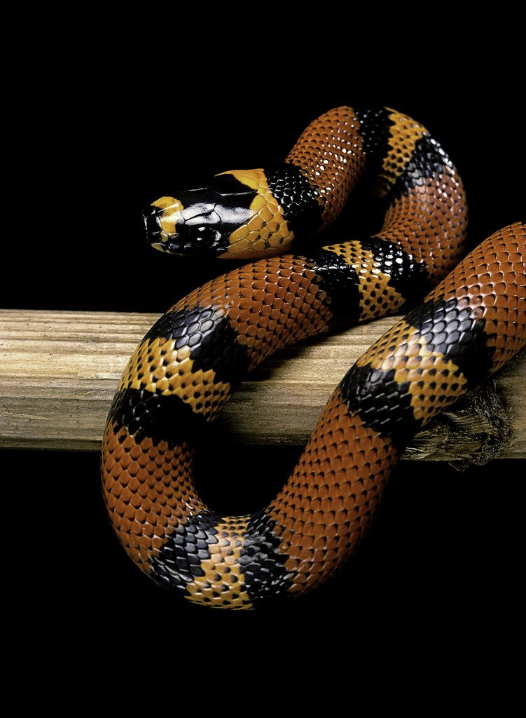 Detail of Lampropeltis triangulum hondurensis (Honduras milksnake) by Anonymous