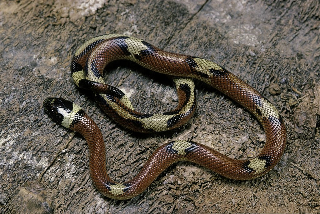 Detail of Lampropeltis triangulum sinaloae (Sinaloan milksnake) by Anonymous