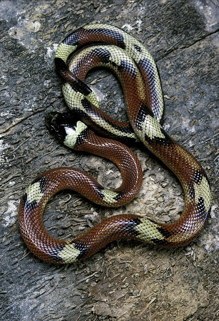 Detail of Lampropeltis triangulum sinaloae (Sinaloan milksnake) by Anonymous