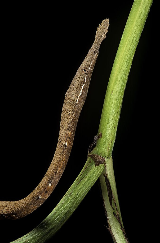 Detail of Langaha madagascariensis (leafnose snake) - female by Corbis