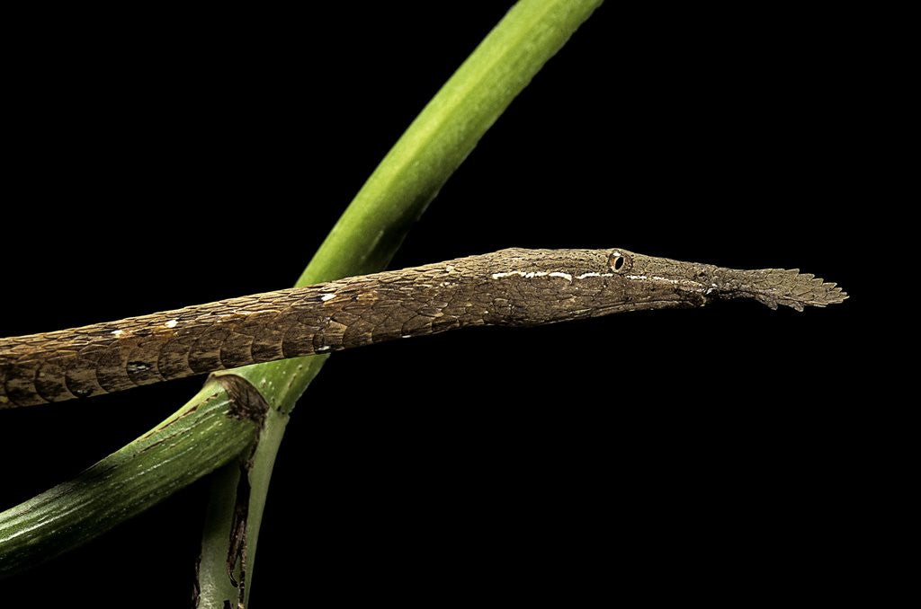 Detail of Langaha madagascariensis (leafnose snake) - female by Anonymous