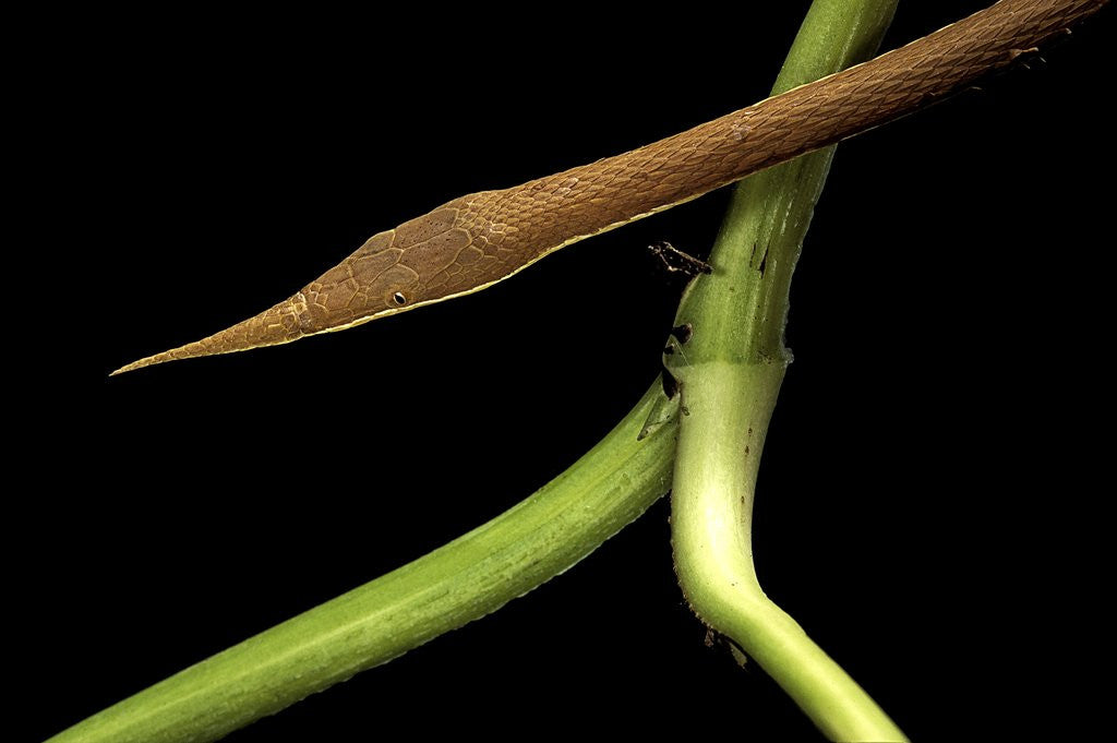 Detail of Langaha madagascariensis (leafnose snake) - male by Anonymous