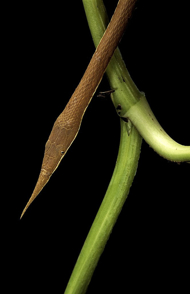 Detail of Langaha madagascariensis (leafnose snake) - male by Anonymous