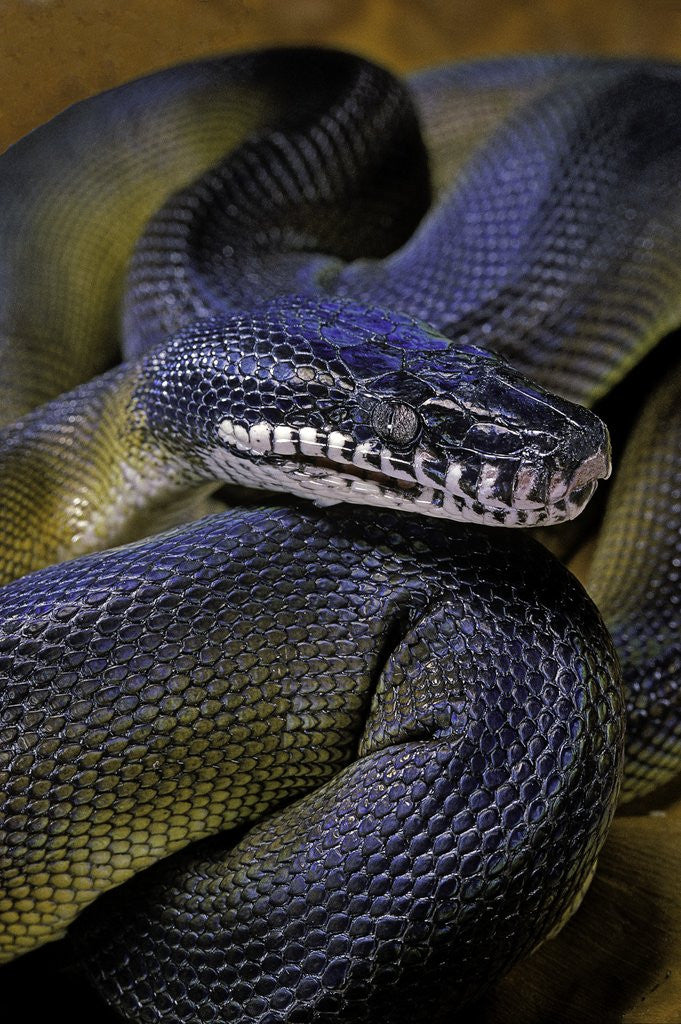 Detail of Leiopython albertisii (white-lipped python) by Anonymous