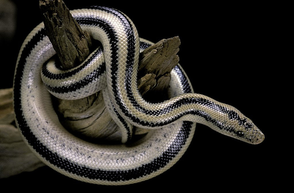 Detail of Lichanura trivirgata trivirgata (mexican rosy boa) by Anonymous