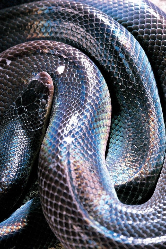 Detail of Loxocemus bicolor (mexican burrowing python) by Anonymous