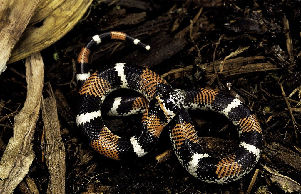Detail of Lystrophis semicinctus (hognose snake) by Anonymous