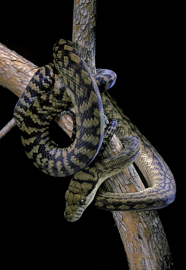 Detail of Morelia amethistina (amethyst python) by Anonymous