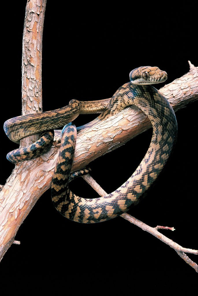 Detail of Morelia amethistina (amethyst python) by Anonymous