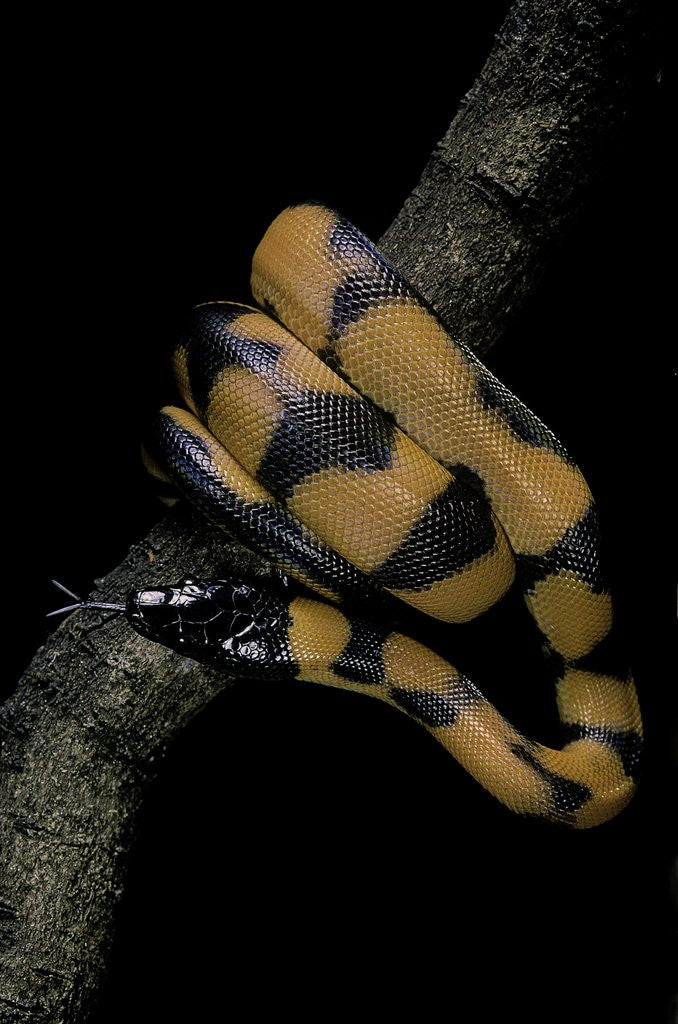 Detail of Bothrochilus boa (Bismarck ringed python) by Anonymous