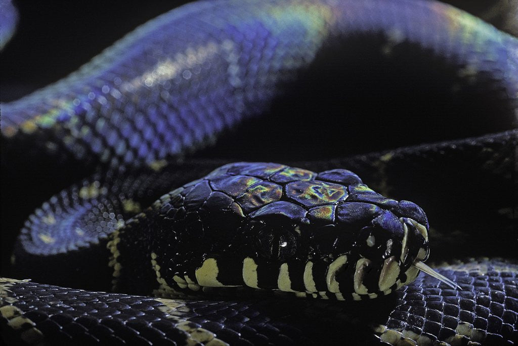 Detail of Morelia boeleni (black python) by Corbis