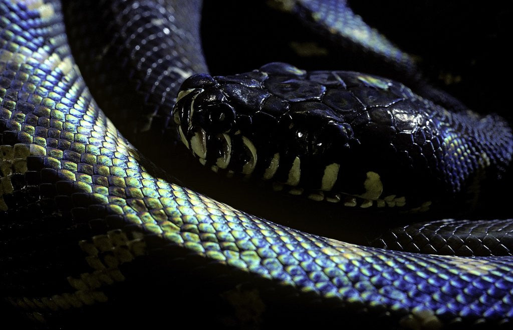 Detail of Morelia boeleni (black python) by Anonymous