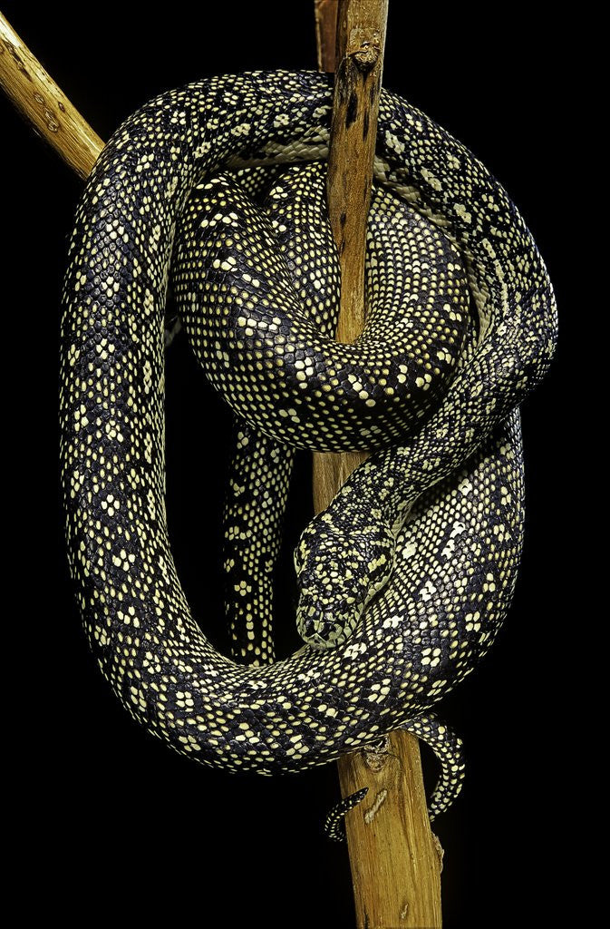 Detail of Morelia spilota (carpet python) by Anonymous