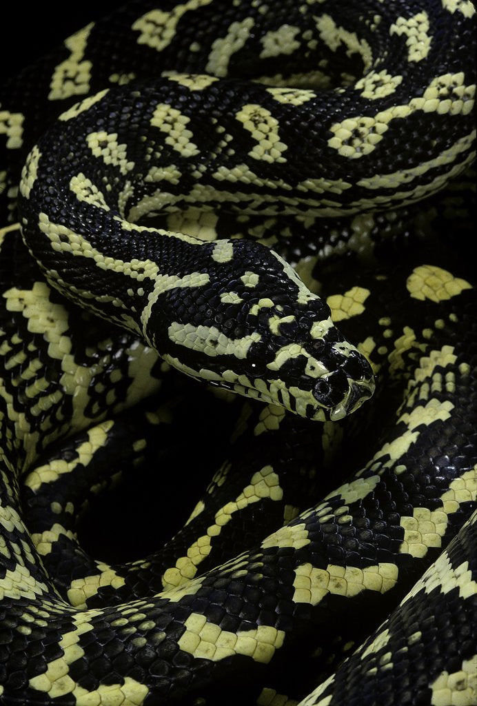 Detail of Morelia spilota cheynei (jungle carpet python) by Anonymous