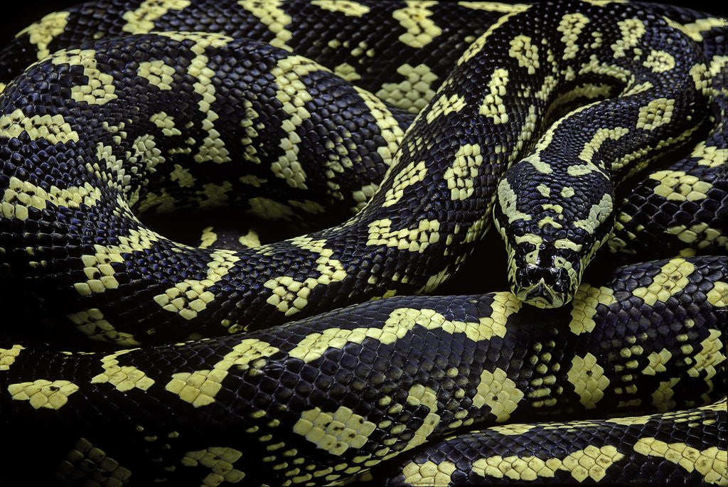 Detail of Morelia spilota cheynei (jungle carpet python) by Anonymous