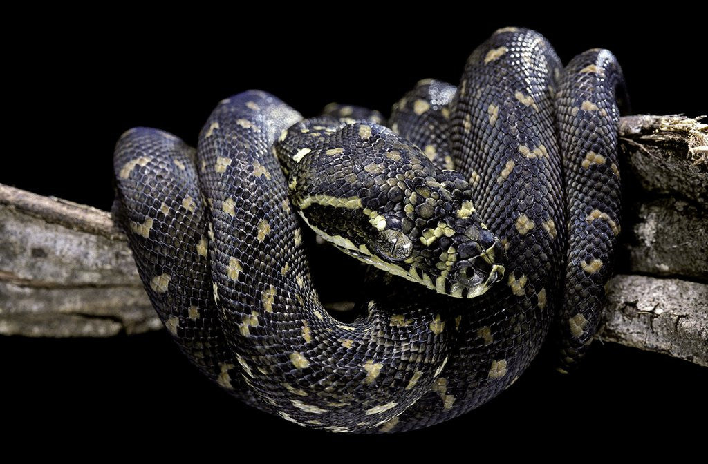 Detail of Morelia spilota spilota (diamand python) by Anonymous