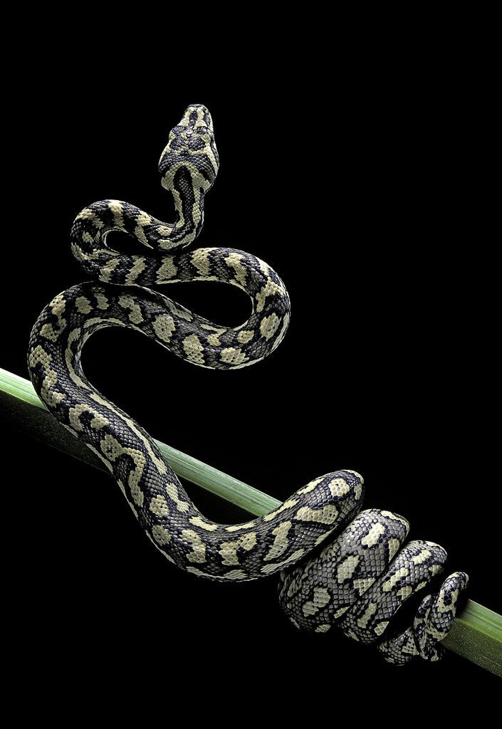 Detail of Morelia spilota variegata (North-western carpet python) by Anonymous