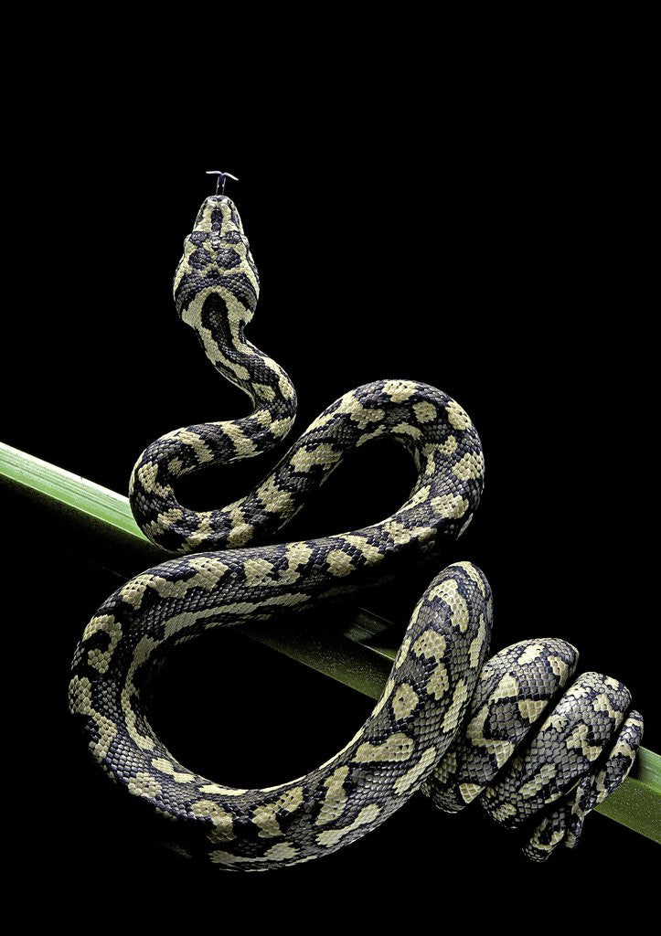 Detail of Morelia spilota variegata (North-western carpet python) by Anonymous