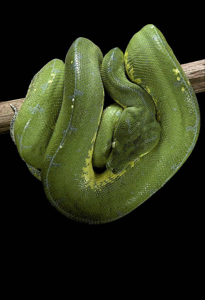 Detail of Morelia viridis (green tree python) by Anonymous