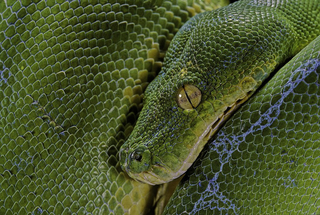 Detail of Morelia viridis (green tree python) by Anonymous