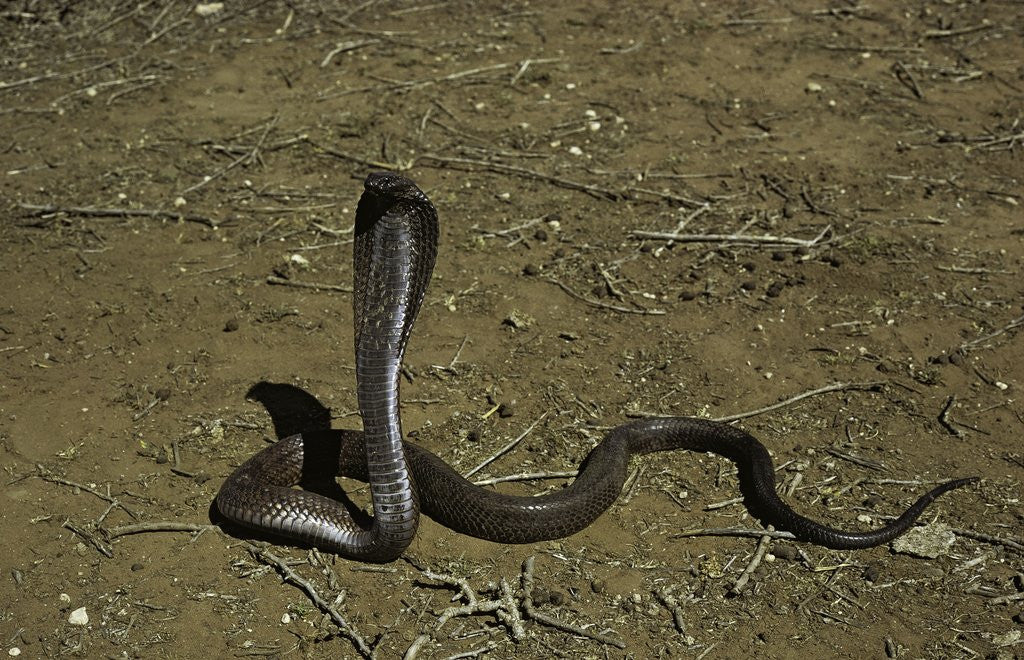 Detail of Naja haje (egyptian cobra) by Anonymous