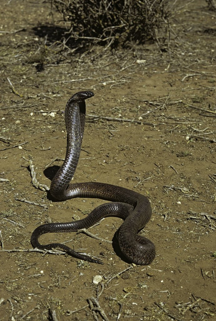 Detail of Naja haje (egyptian cobra) by Anonymous