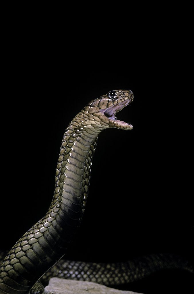 Detail of Naja haje (egyptian cobra) by Anonymous