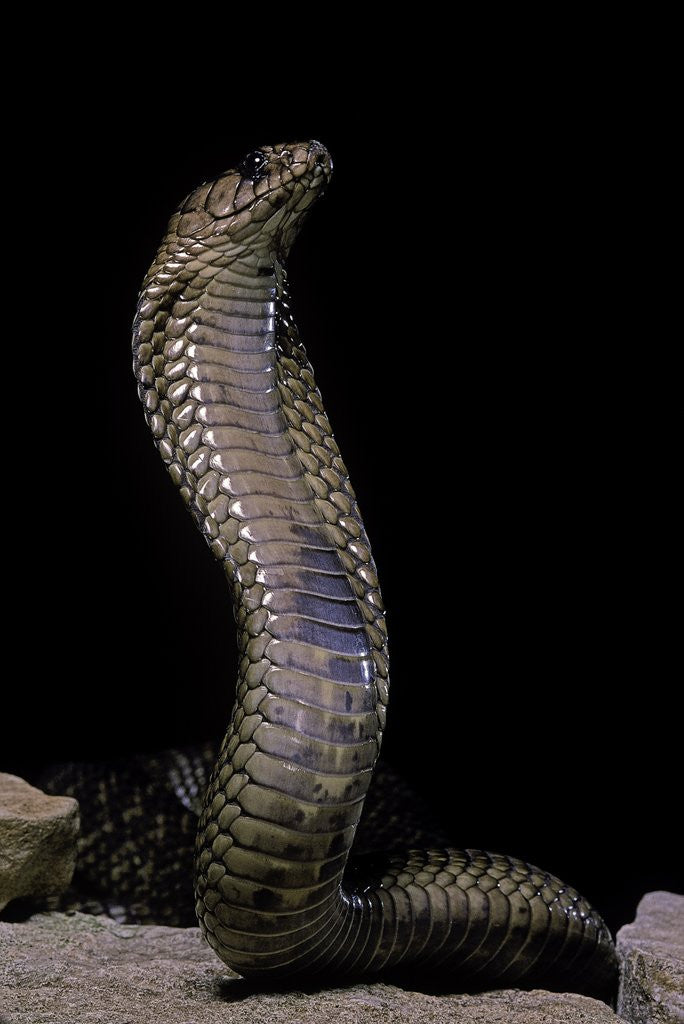Detail of Naja haje (egyptian cobra) by Anonymous