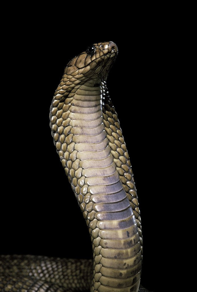 Detail of Naja haje (egyptian cobra) by Anonymous
