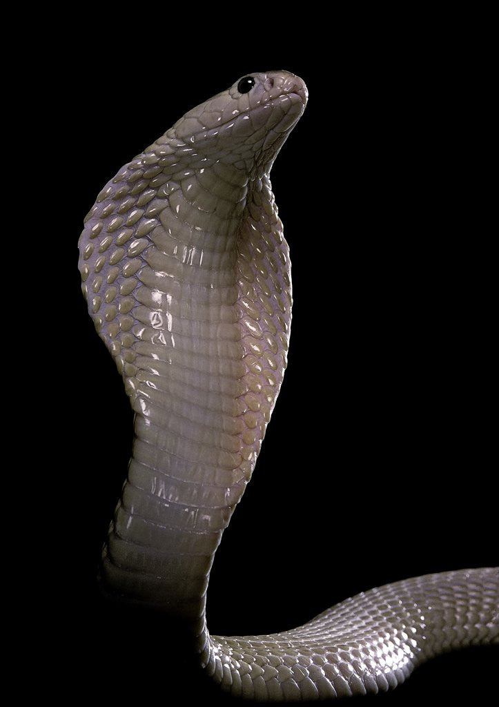Detail of Naja kaouthia (monocled cobra) by Anonymous