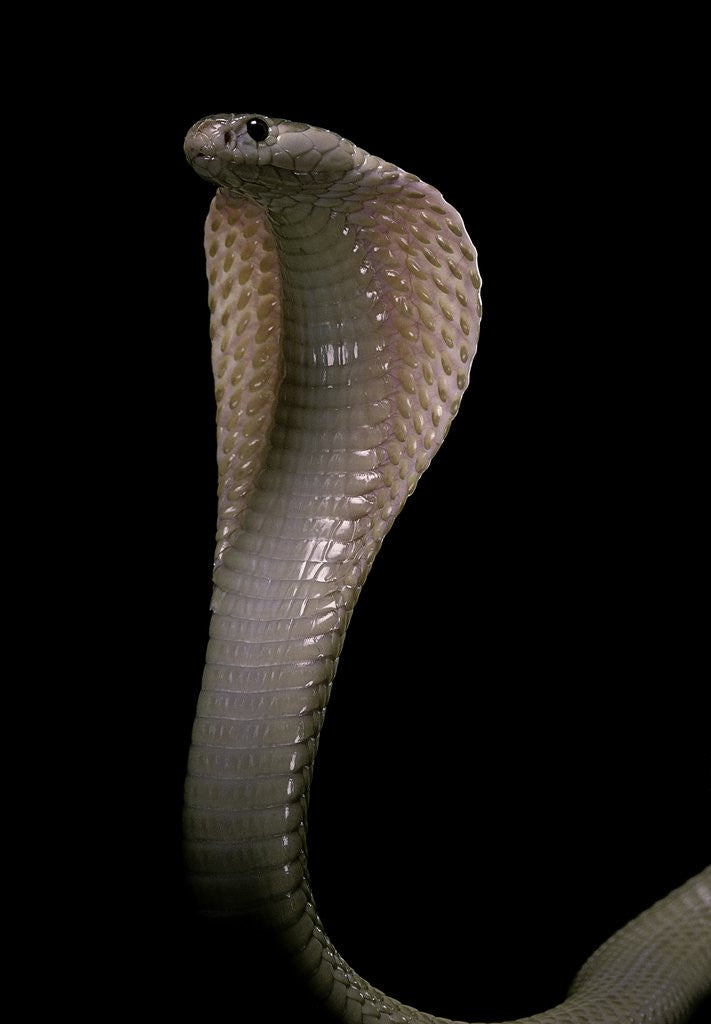 Detail of Naja kaouthia (monocled cobra) by Anonymous