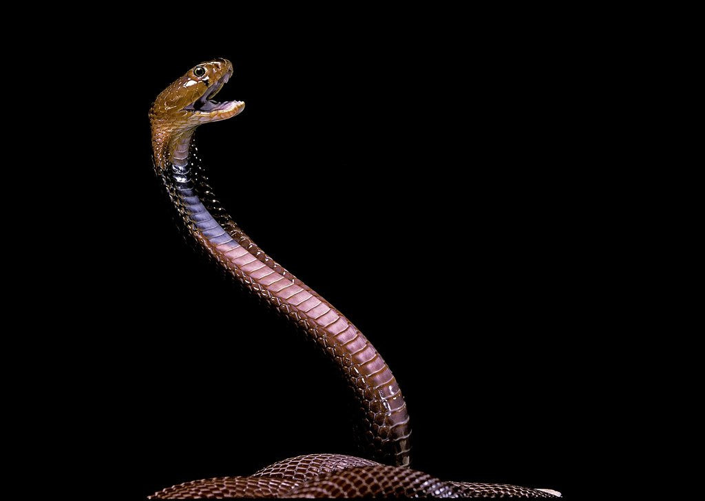 Detail of Naja pallida (red spitting cobra) by Anonymous