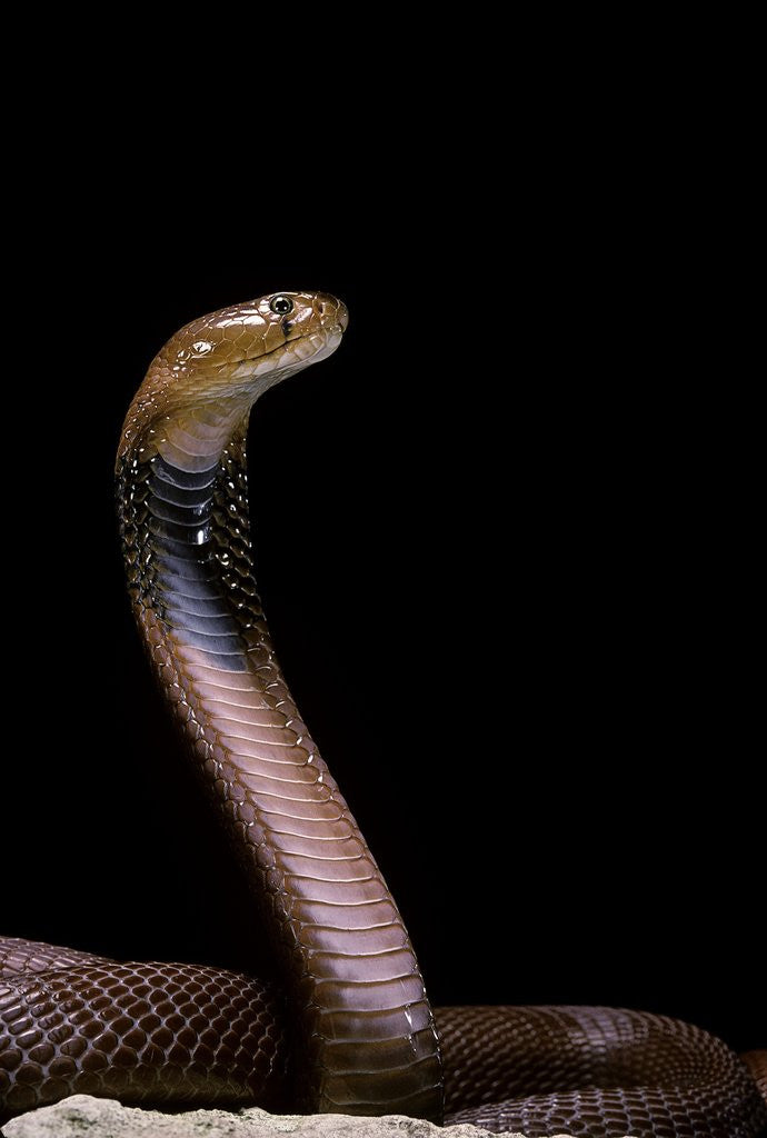 Detail of Naja pallida (red spitting cobra) by Corbis