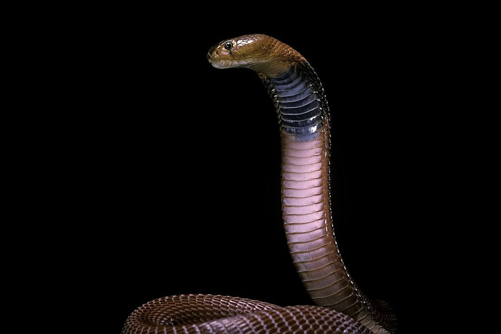 Detail of Naja pallida (red spitting cobra) by Anonymous
