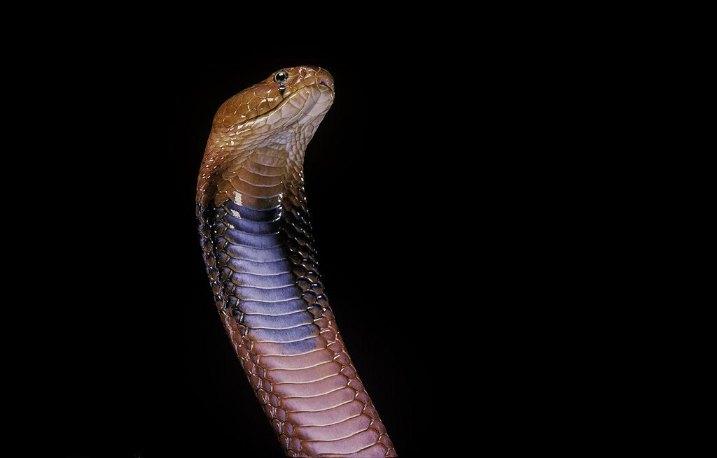 Detail of Naja pallida (red spitting cobra) by Anonymous