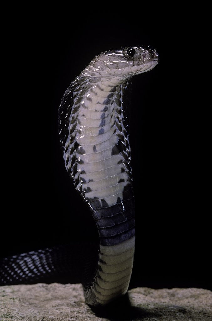 Detail of Naja siamensis (Indo-Chinese spitting cobra) by Anonymous