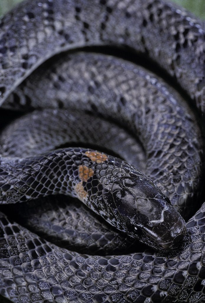 Detail of Pareas margaritophorus (Asian snail-eating snake) by Anonymous