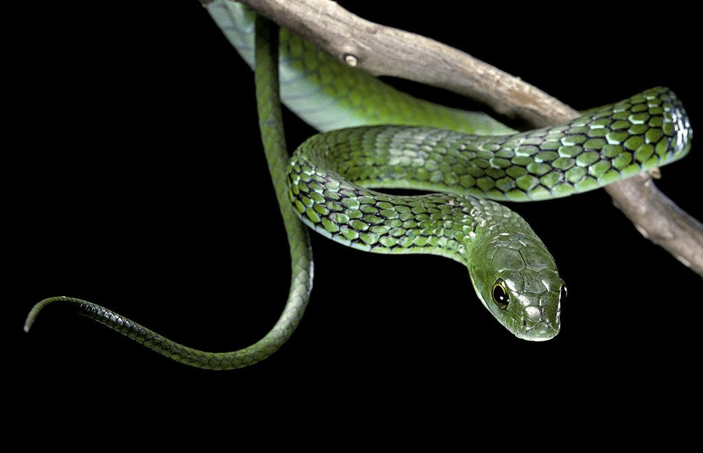 Detail of Philothamnus angolensis (green bush snake) by Anonymous