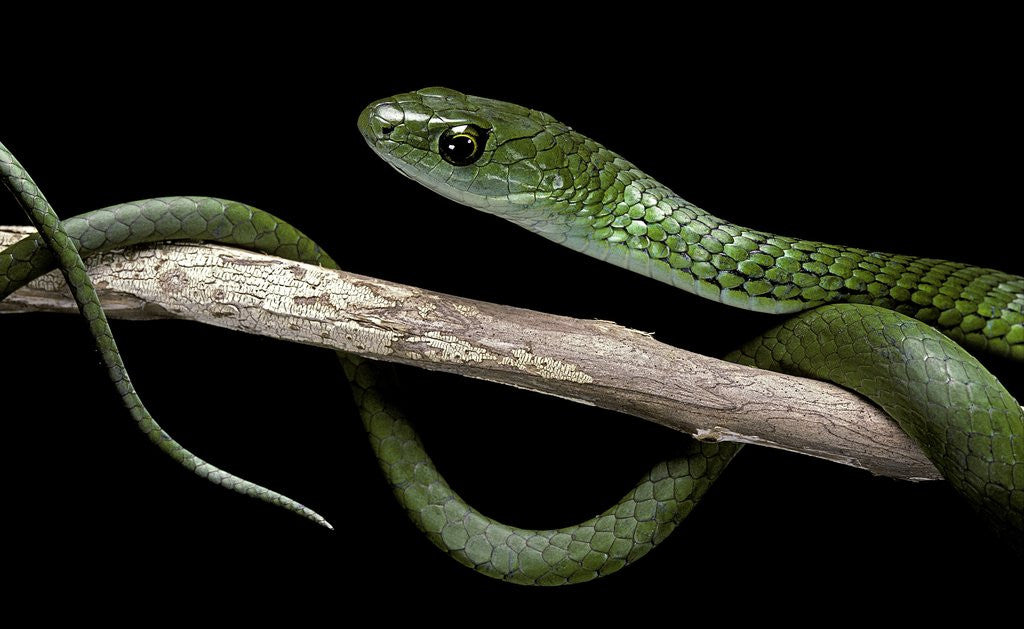 Detail of Philothamnus angolensis (green bush snake) by Anonymous